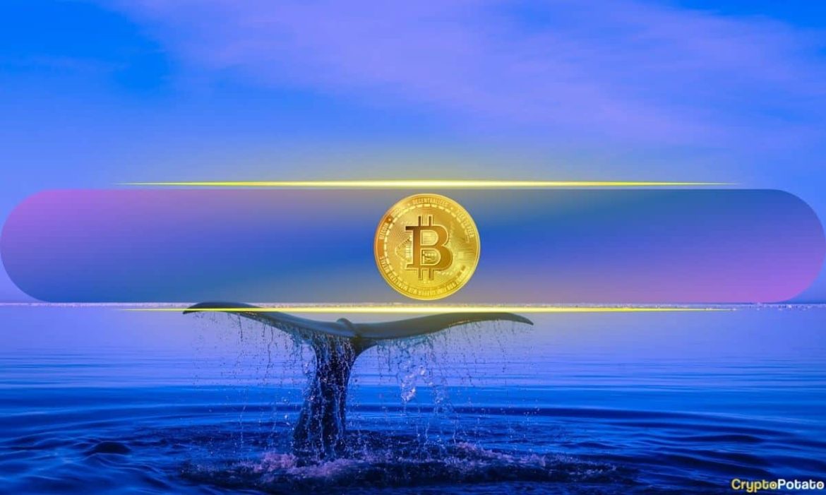 What Are Whales Preparing For?